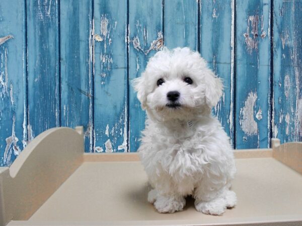 Bichon Frise-DOG-Male-White-24900-Petland Racine, Wisconsin