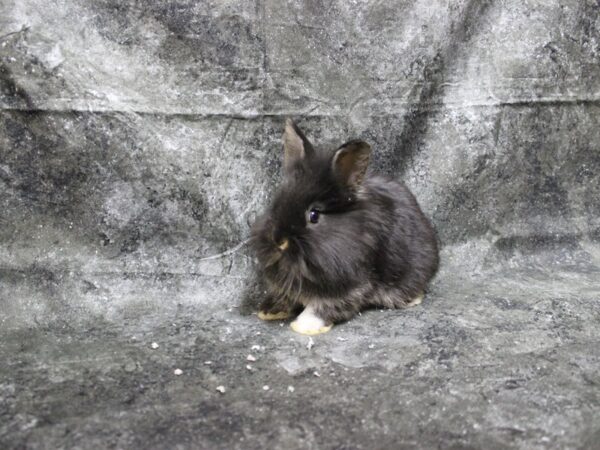 Lionhead-RABBIT-Female-Black Otter w/white foot-24924-Petland Racine, Wisconsin