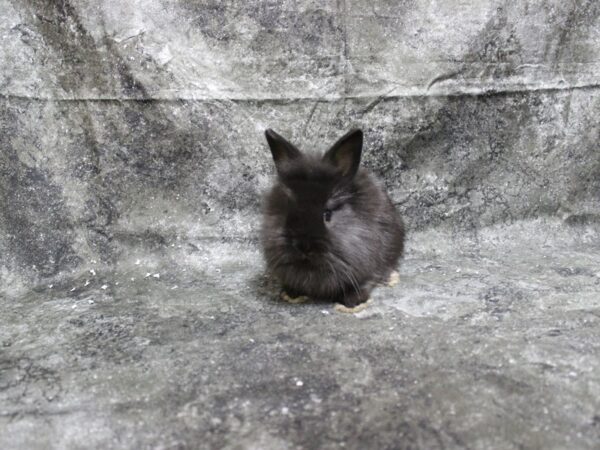 Lionhead-RABBIT-Female-black-24925-Petland Racine, Wisconsin