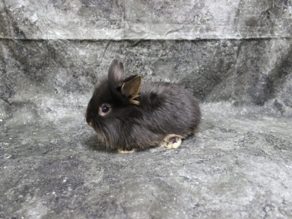 Lionhead-RABBIT-Female-black otter-24926-Petland Racine, Wisconsin