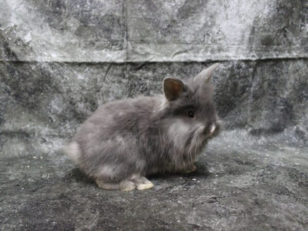 Lionhead-RABBIT-Female-grey w/white nose-24928-Petland Racine, Wisconsin