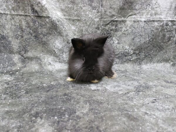 Lionhead-RABBIT-Male-black w/white toes-24927-Petland Racine, Wisconsin