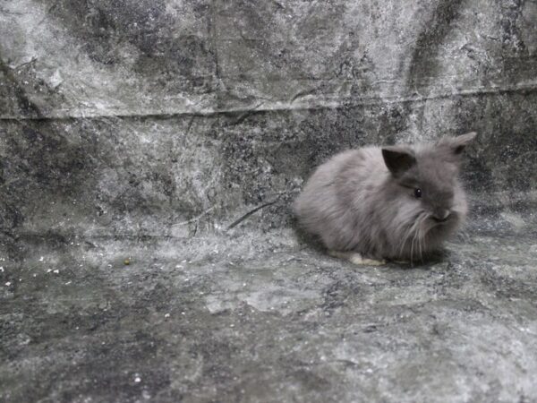 Lionhead-RABBIT-Female-grey-24929-Petland Racine, Wisconsin