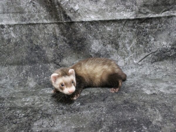 Ferret-FERRET-Male--24897-Petland Racine, Wisconsin