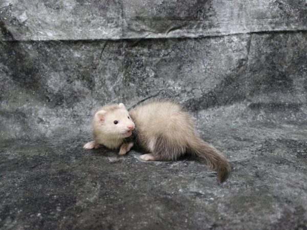 Ferret-FERRET-Female--24898-Petland Racine, Wisconsin