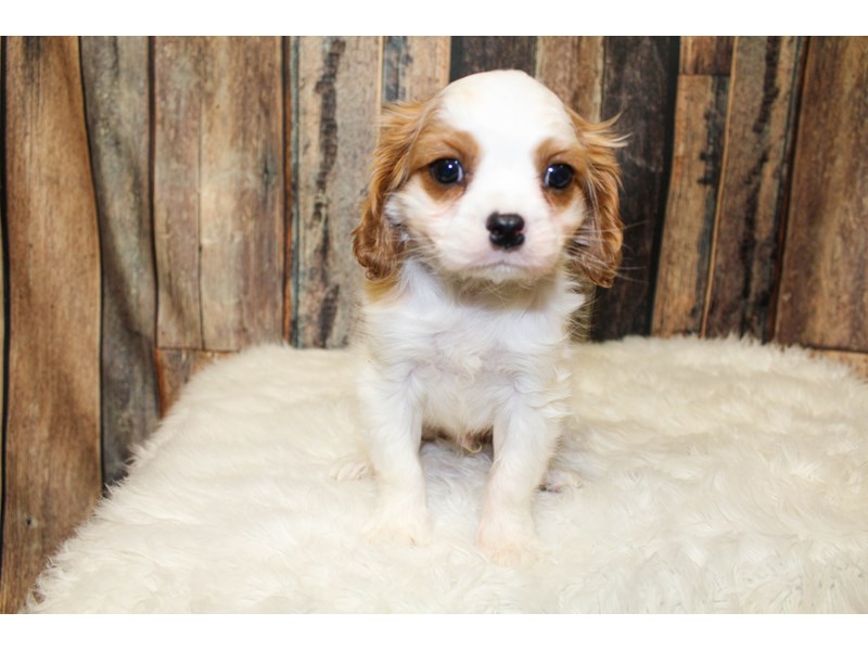 Cavalier King Charles Spaniel