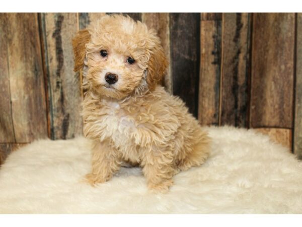 Poodle-DOG-Male-White-15943-Petland Racine, Wisconsin