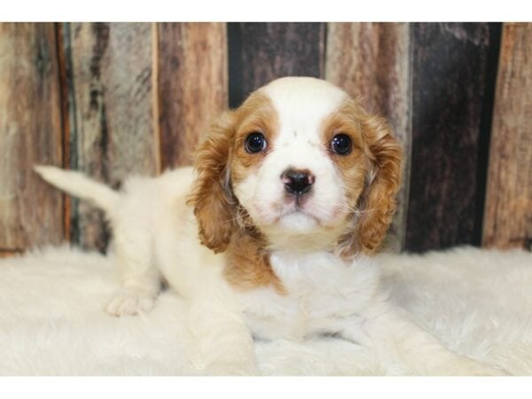 Cavachon-DOG-Female-Tan / White-15944-Petland Racine, Wisconsin