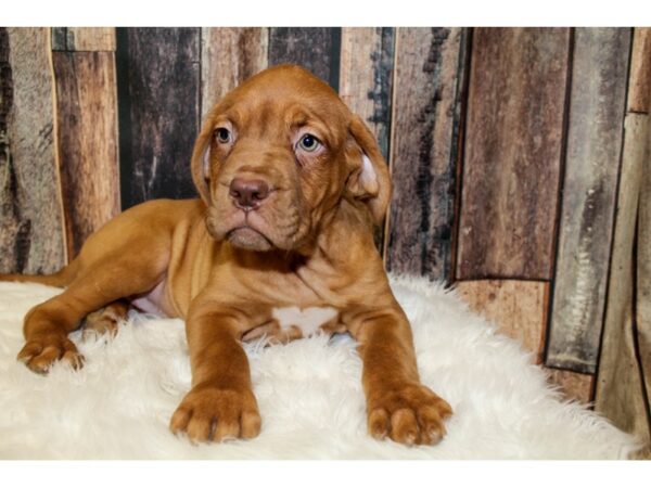 Dogue de Bordeaux DOG Female Red 15946 Petland Racine, Wisconsin