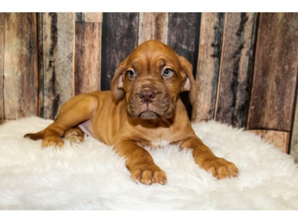 Dogue de Bordeaux DOG Female Red 15947 Petland Racine, Wisconsin