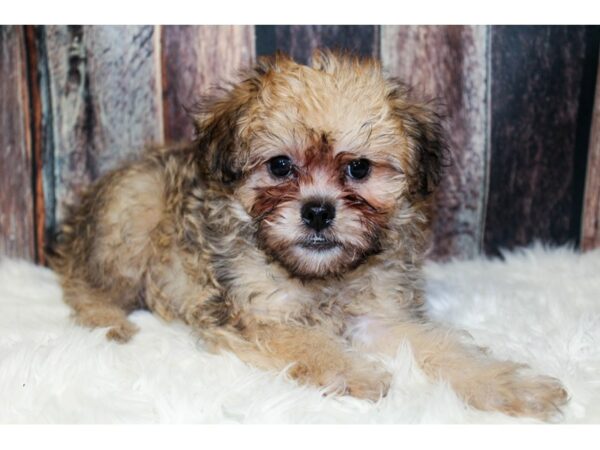 Brussel Poo-DOG-Male-Sable-15949-Petland Racine, Wisconsin