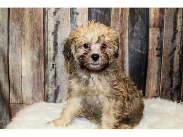 Brussel Poo-DOG-Female-Sable-15950-Petland Racine, Wisconsin