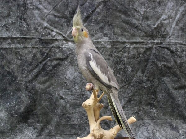 Cockatiel-BIRD---24934-Petland Racine, Wisconsin