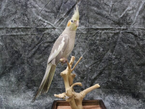 Cockatiel-BIRD---24933-Petland Racine, Wisconsin