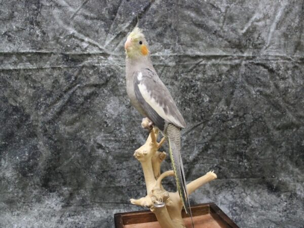 Cockatiel-BIRD---24932-Petland Racine, Wisconsin