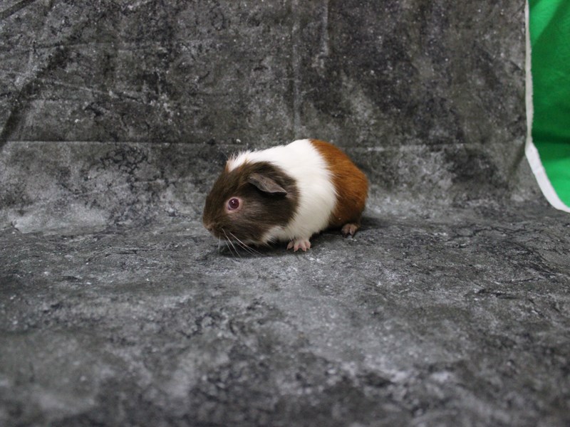 American Guinea Pig
