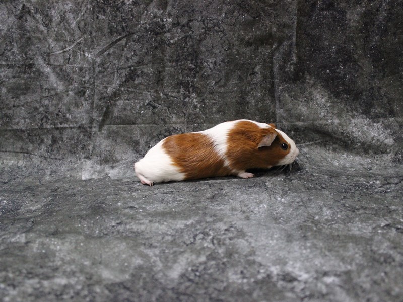 American Guinea Pig