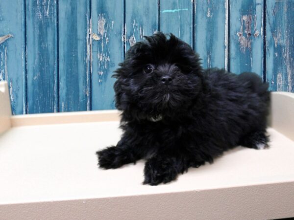 Shihpom DOG Male Black 24946 Petland Racine, Wisconsin