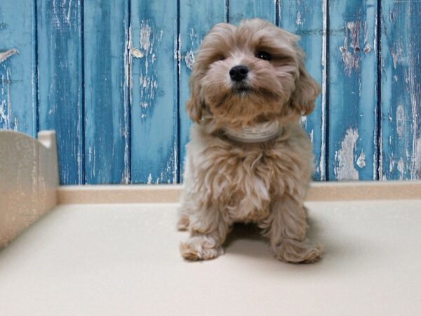 Maltipoo DOG Male Apricot 24944 Petland Racine, Wisconsin