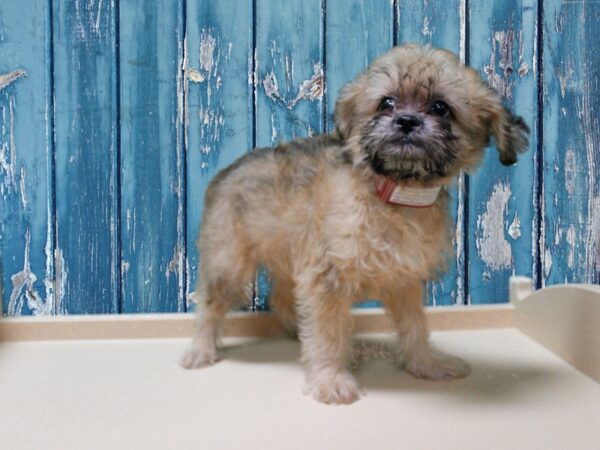 Brussel Poo-DOG-Female-SABLE-24958-Petland Racine, Wisconsin