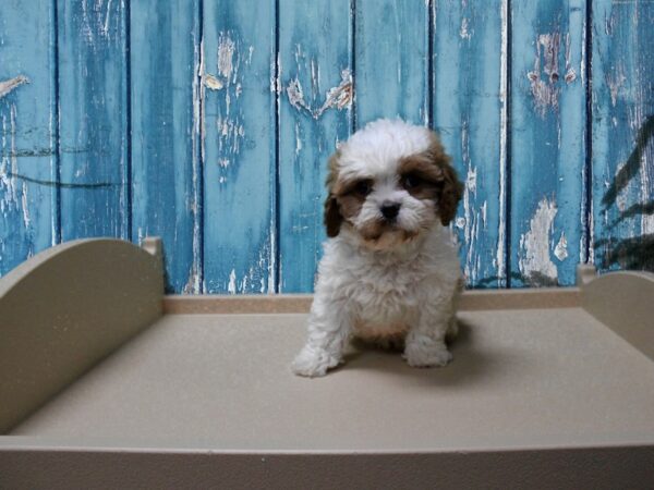 Cavachon 2nd Gen-DOG-Male-Tan / White-24947-Petland Racine, Wisconsin