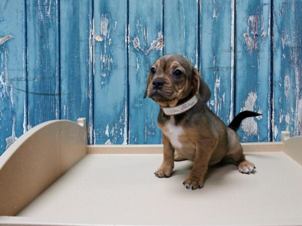 Frengle-DOG-Female-dark fawn-24935-Petland Racine, Wisconsin