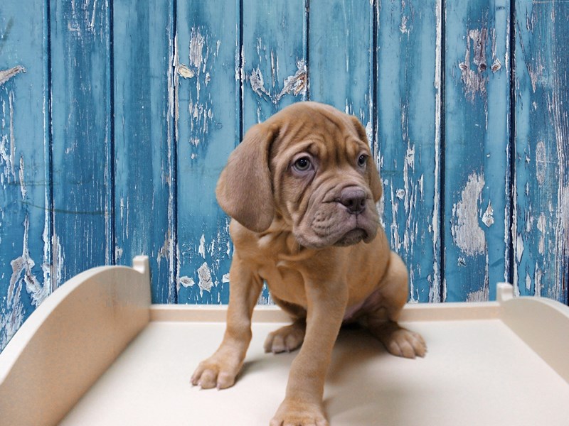 Dogue De Bordeaux