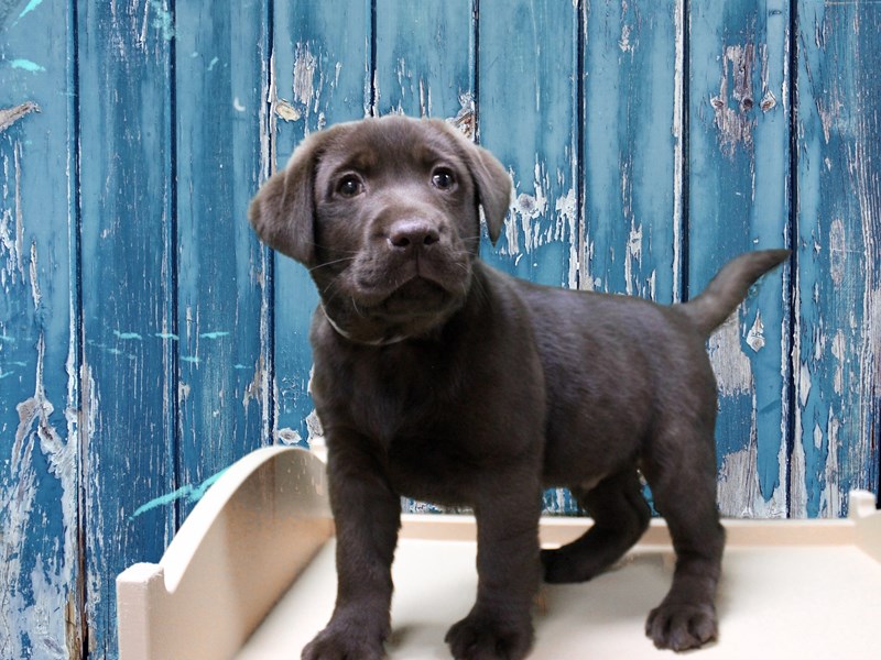 Labrador Retriever