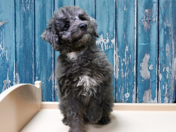 Poodle-DOG-Male-Blue Merle-24938-Petland Racine, Wisconsin