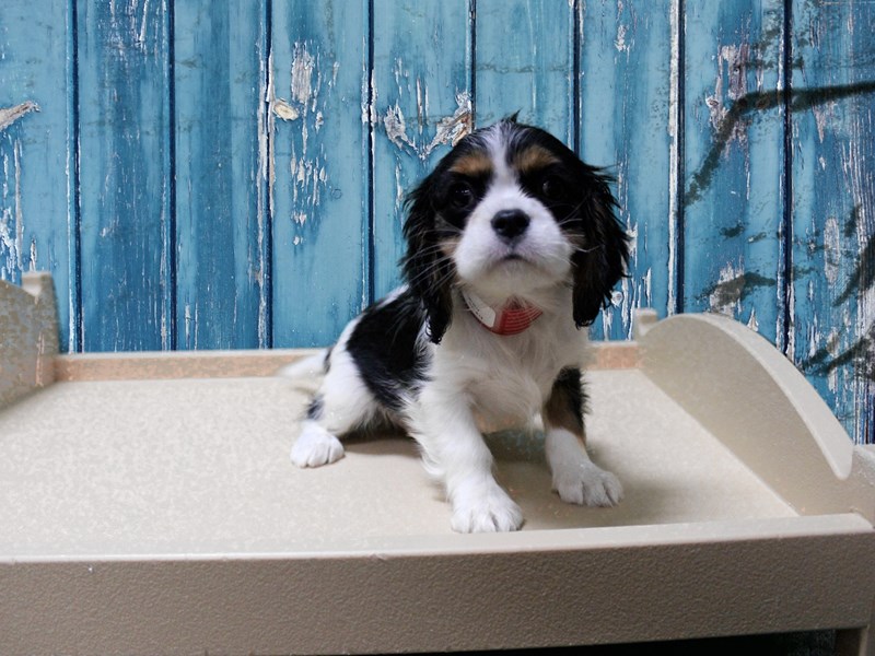 Cavalier King Charles Spaniel