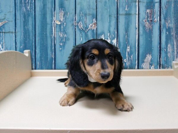 Dachshund-DOG-Male-Black / Tan-24940-Petland Racine, Wisconsin