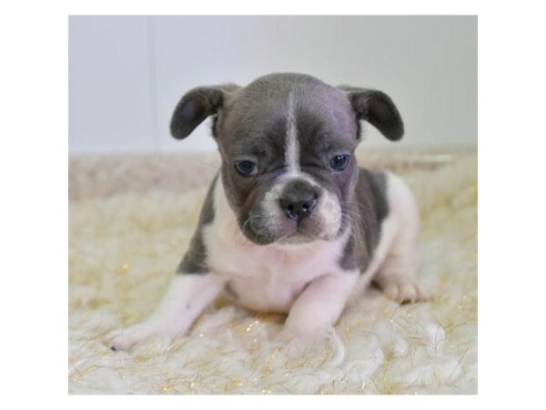 French Bulldog-DOG-Male-Blue / White-24967-Petland Racine, Wisconsin