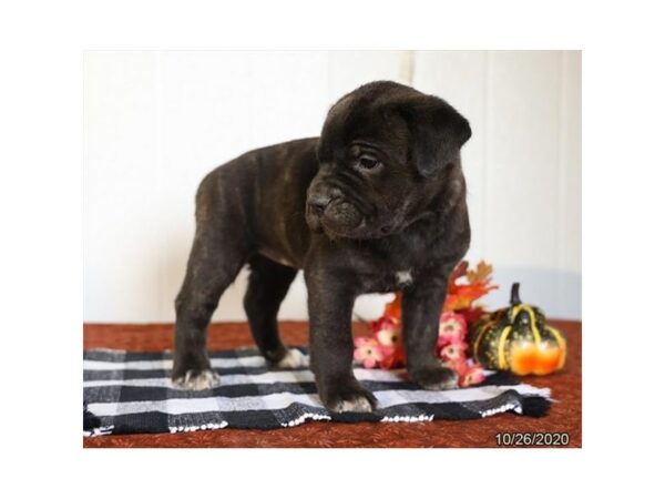 Cane Corso DOG Female Black Brindle 24968 Petland Racine, Wisconsin