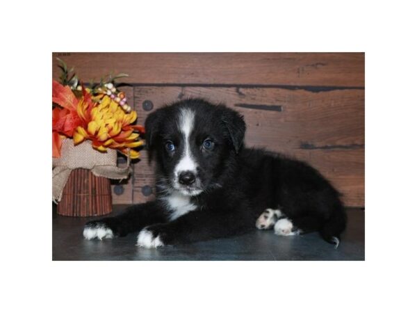 German Shepherd/Poodle DOG Male Black Tan / White 24969 Petland Racine, Wisconsin