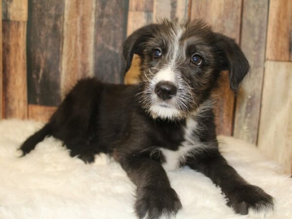 German Shepherd/Poodle DOG Female Black Tan / White 15954 Petland Racine, Wisconsin