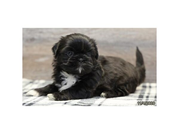 Shih Tzu-DOG-Male-Black / White-24978-Petland Racine, Wisconsin