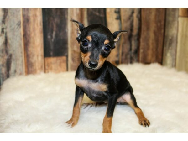 Miniature Pinscher DOG Female Black / Tan 15956 Petland Racine, Wisconsin