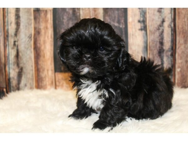 Shih Tzu-DOG-Male-Black-15959-Petland Racine, Wisconsin