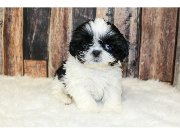 Shih Tzu-DOG-Male-Black / White-15961-Petland Racine, Wisconsin