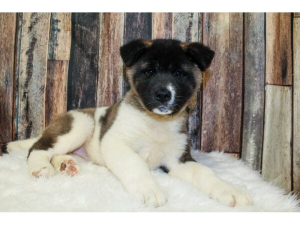 Akita DOG Female Black / White 15963 Petland Racine, Wisconsin