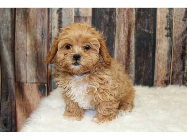 Shih Poo-DOG-Female-Red-15964-Petland Racine, Wisconsin