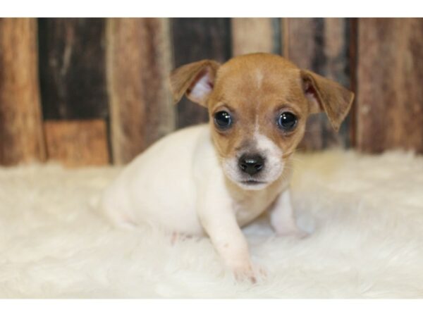 Jack Russell Terrier DOG Female Brown/White 15968 Petland Racine, Wisconsin