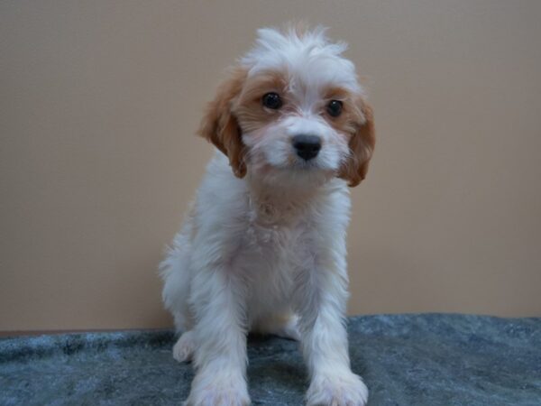 Cavachon-Poo-DOG-Female-BLEN-25006-Petland Racine, Wisconsin