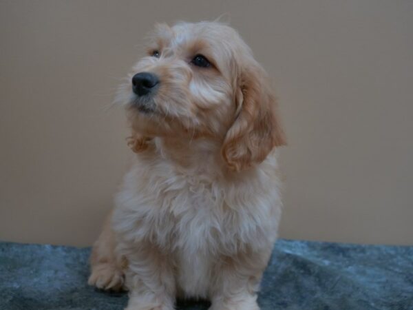 Mini Goldendoodle-DOG-Male-APCT-25005-Petland Racine, Wisconsin