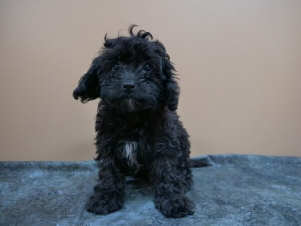 Cavapoo 2nd Gen-DOG-Female-BLK-25004-Petland Racine, Wisconsin