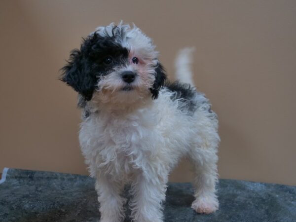 Cavapoo 2nd Gen-DOG-Female-B/W/PRTI-25003-Petland Racine, Wisconsin