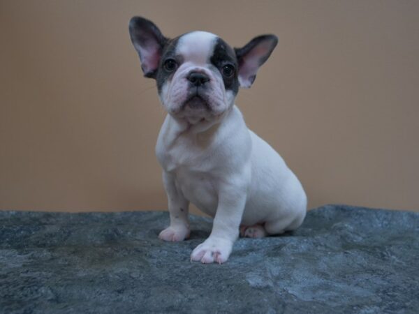 French Bulldog-DOG-Male-PIED-24999-Petland Racine, Wisconsin