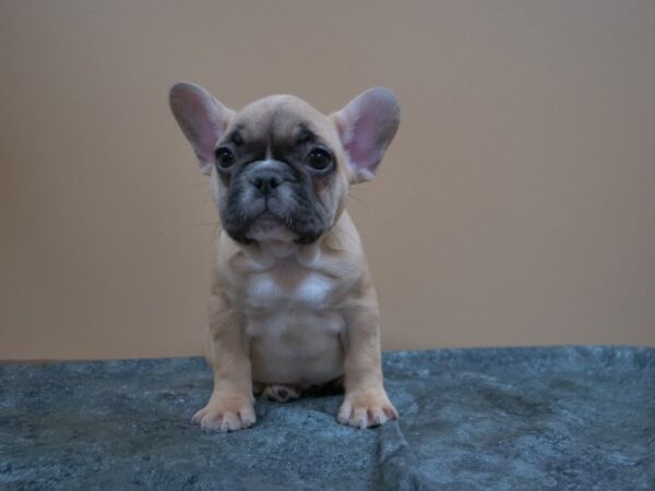 French Bulldog-DOG-Female-FAWN-24998-Petland Racine, Wisconsin