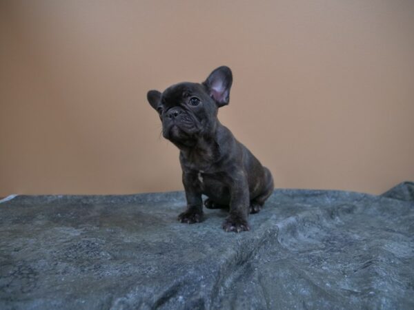French Bulldog-DOG-Female-BRINDLE-24997-Petland Racine, Wisconsin