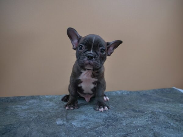 Frenchton-DOG-Male-BLK BRINDLE-24995-Petland Racine, Wisconsin